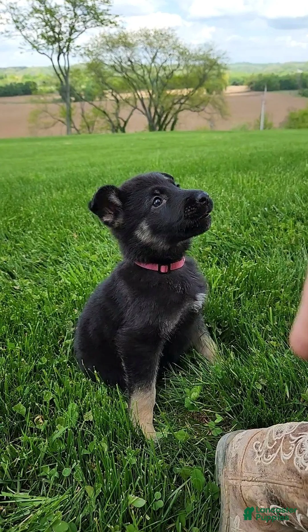 German Shepherd dogs for sale: Ivy - Ad 1