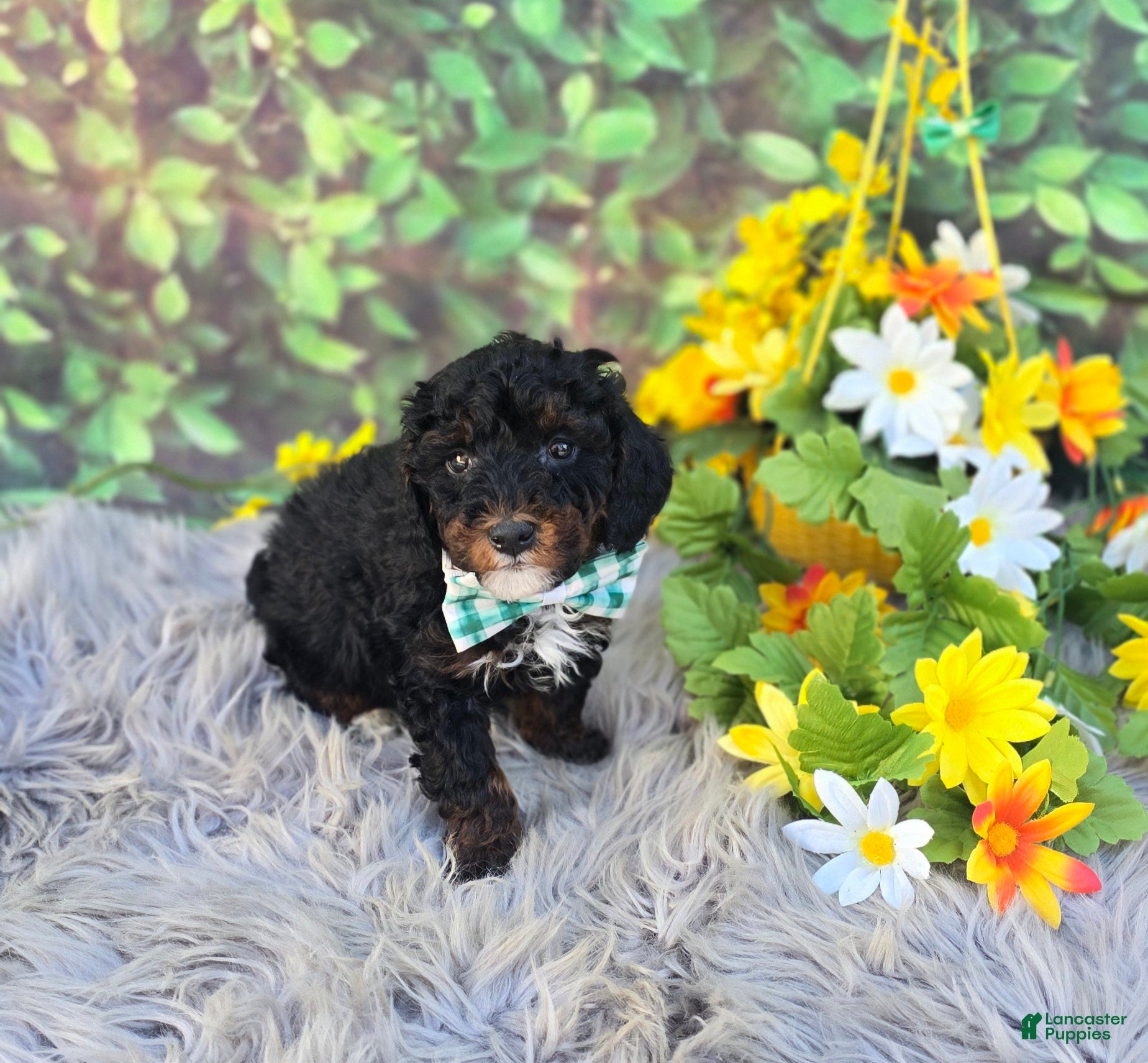 Cavapoo dogs Memo - Ad 33