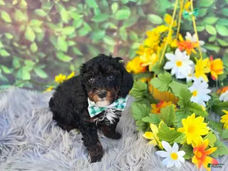 Cavapoo dogs Memo - Ad 35