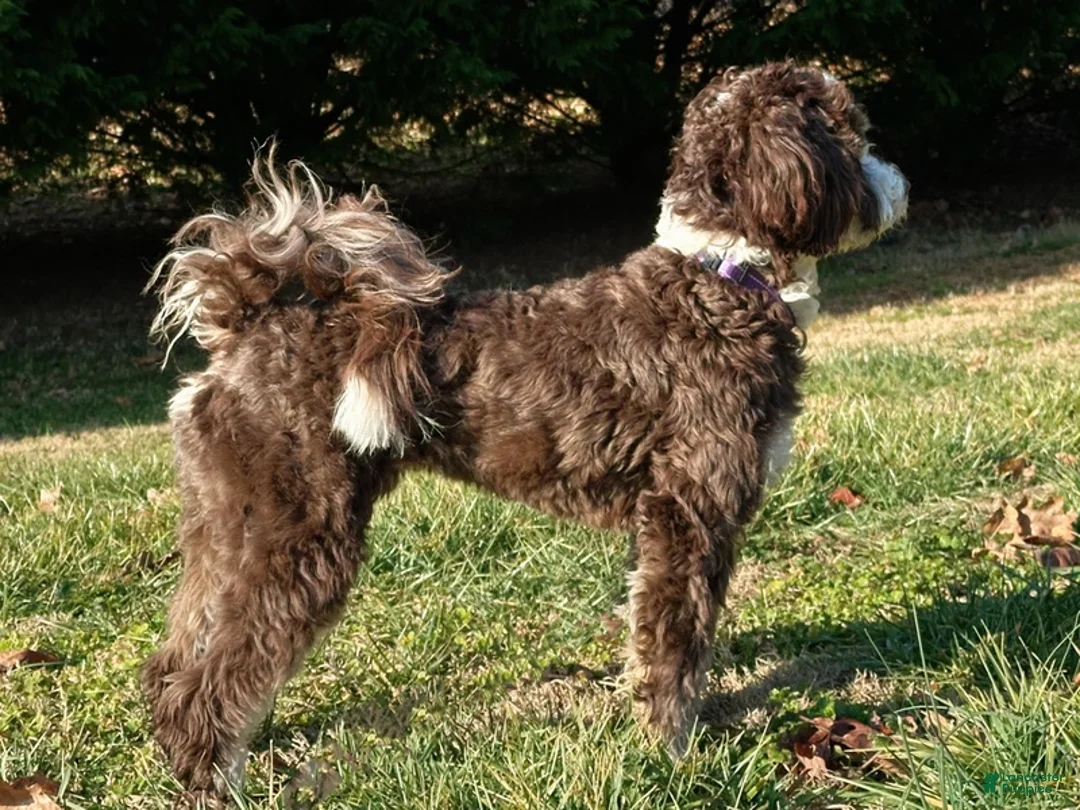 Mini Bernedoodle dogs for sale: 🎣 🛶 LAKE 🛶 🎣  - Ad 7