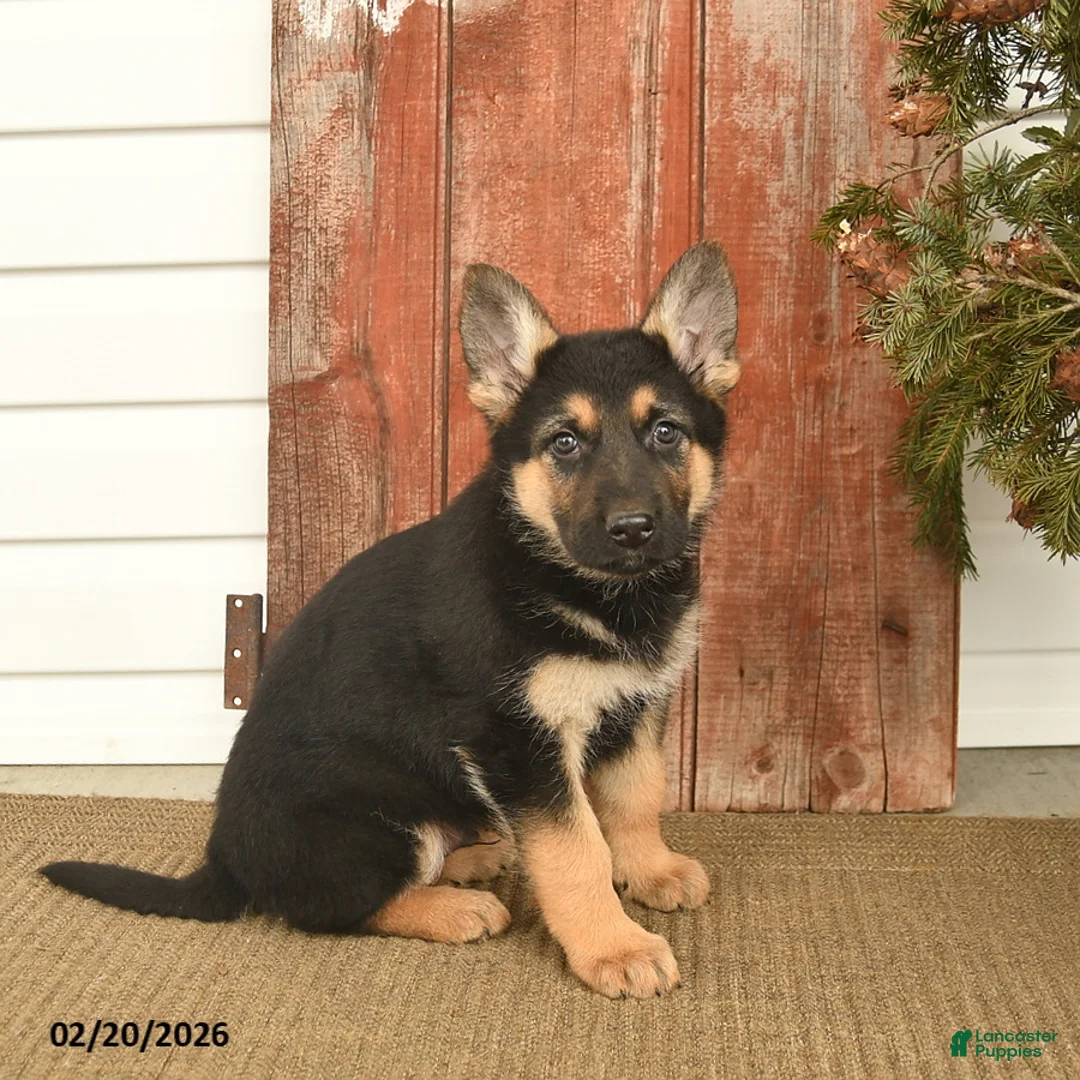 German Shepherd dogs for sale: Base  - Ad 1