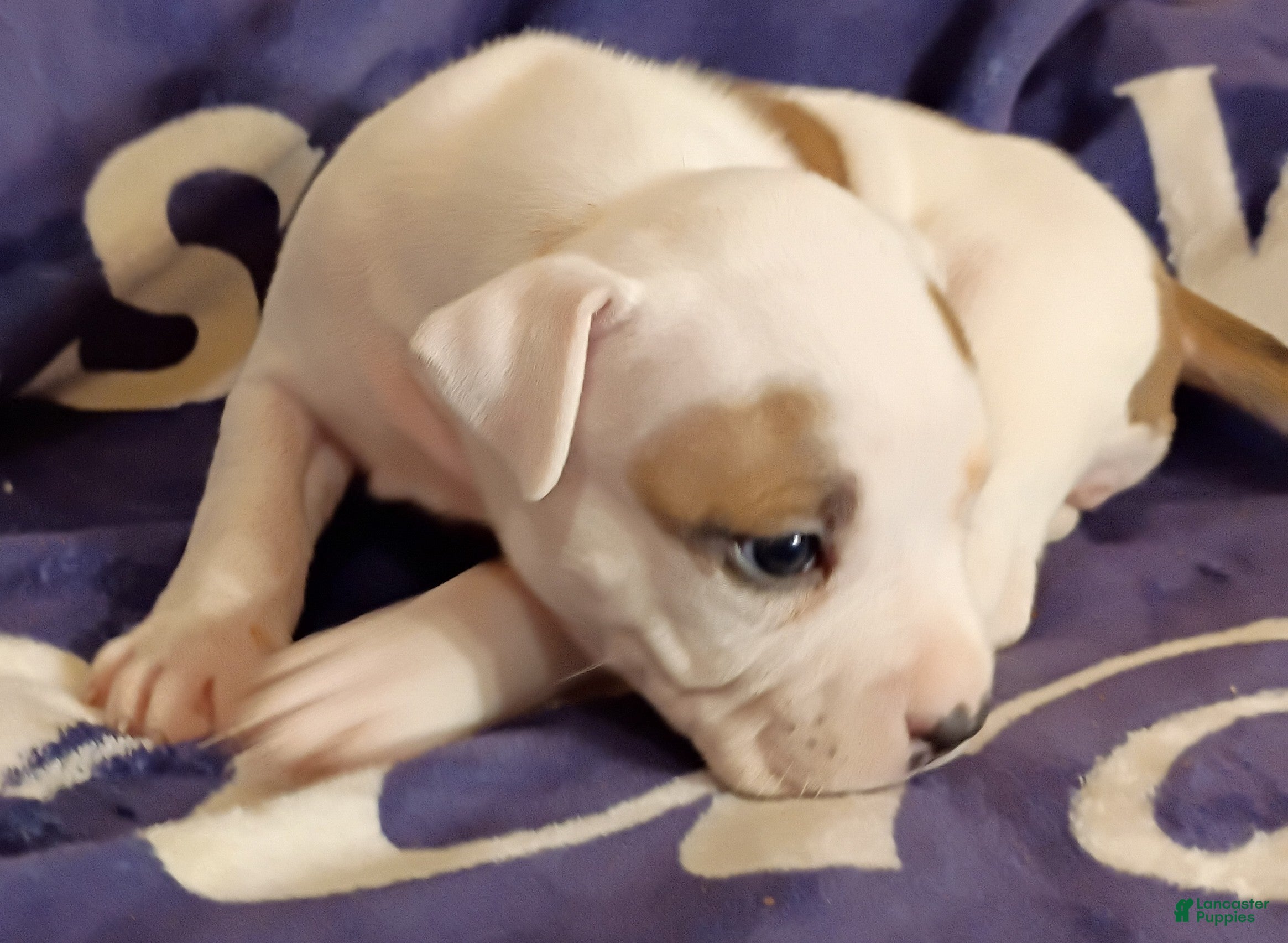 American Bully dogs Piebald female - Ad 2