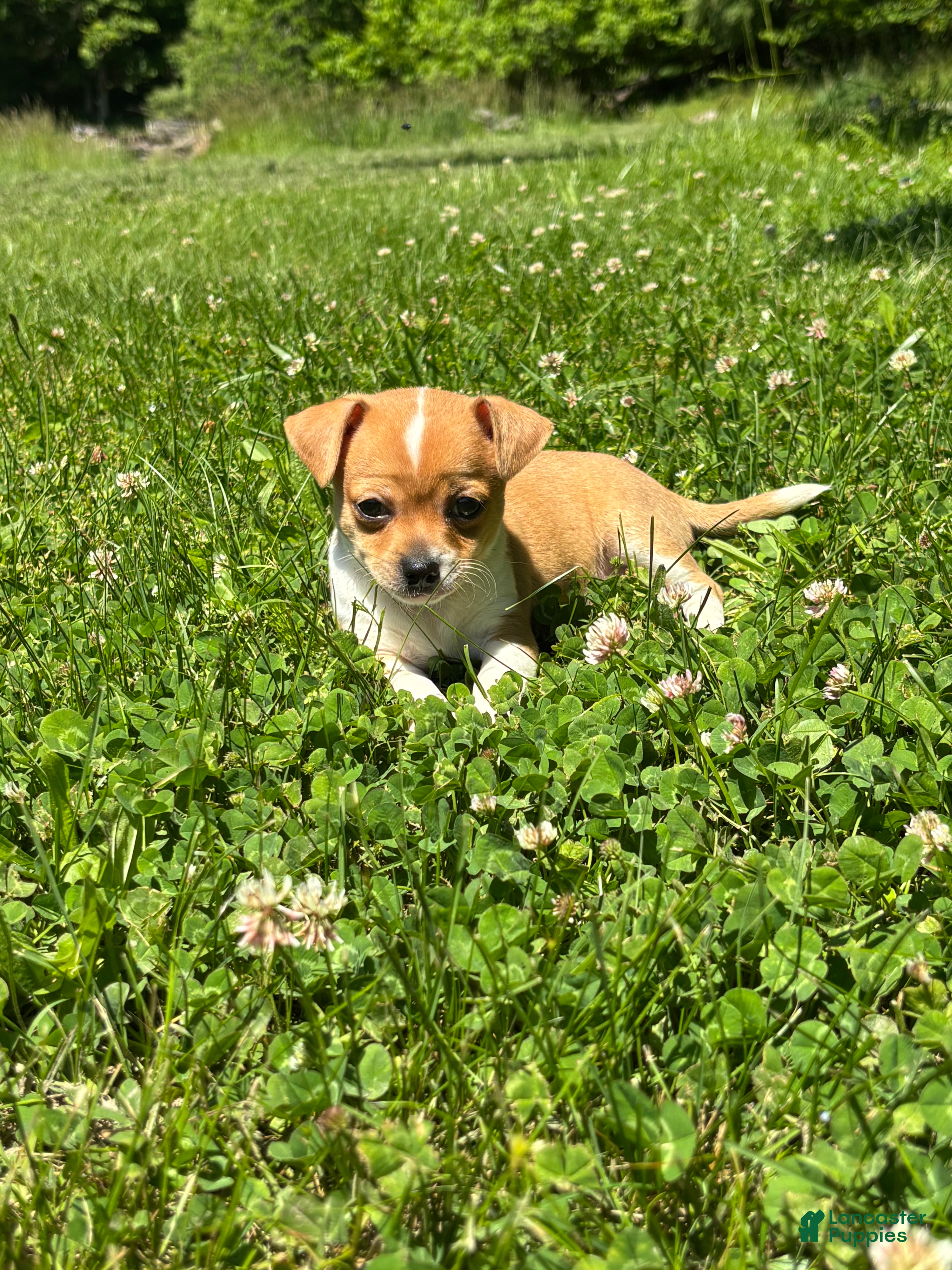 Chihuahua dogs Robert - Ad 1