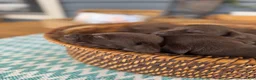 Labrador Retriever dogs for sale: Zoe - Ad 8