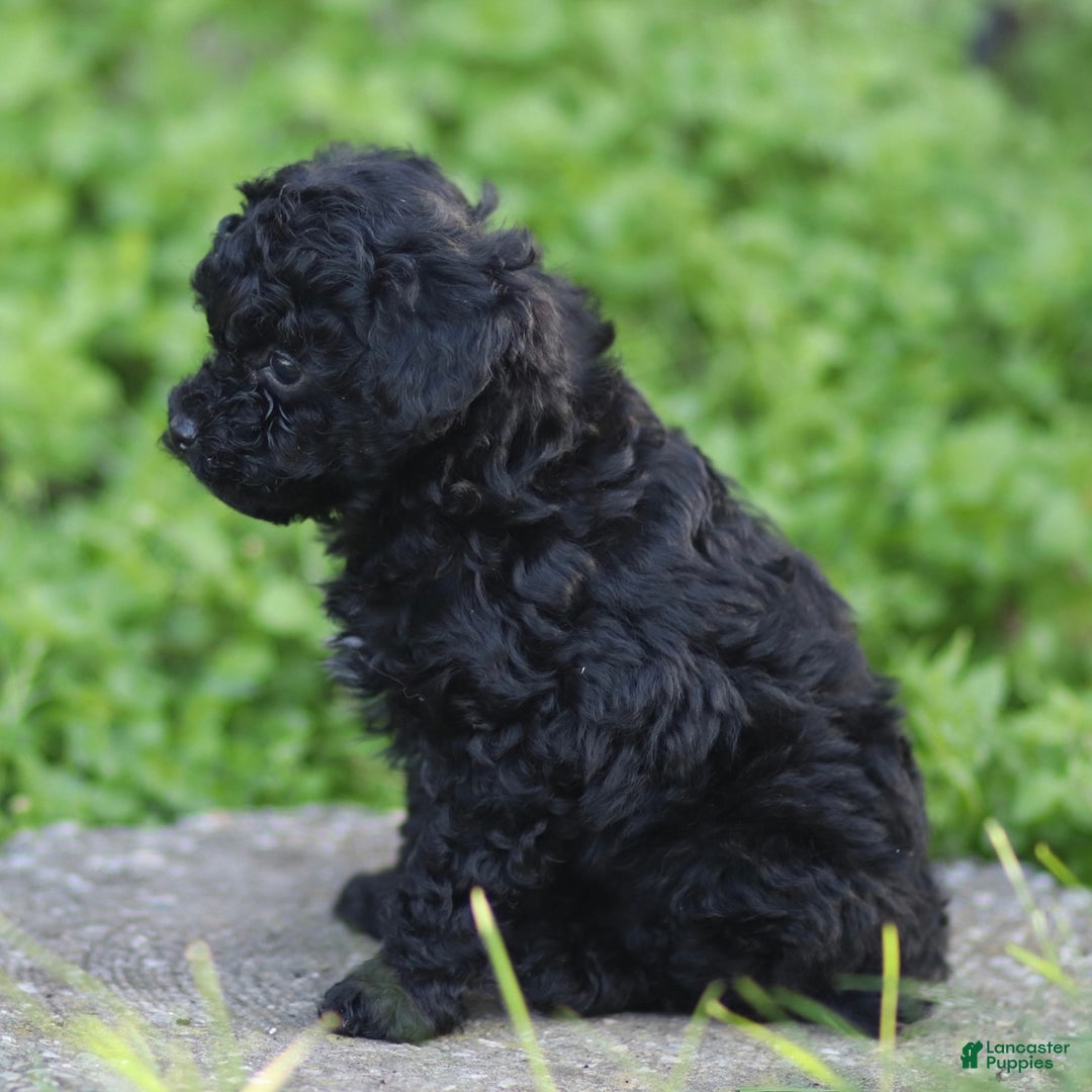 Toy Poodle dogs for sale: Milo - Ad 4