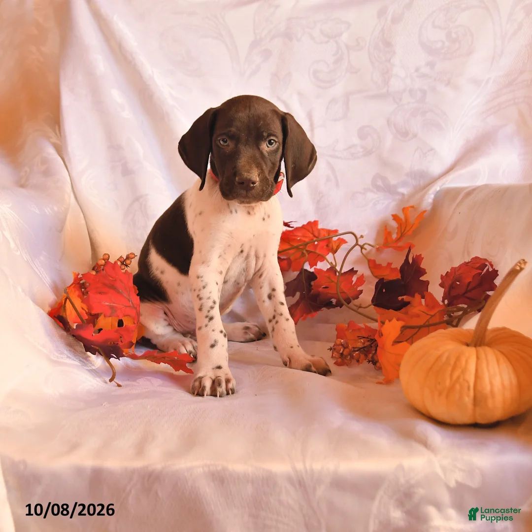 German Shorthaired Pointer dogs for sale: Cash - Ad 1