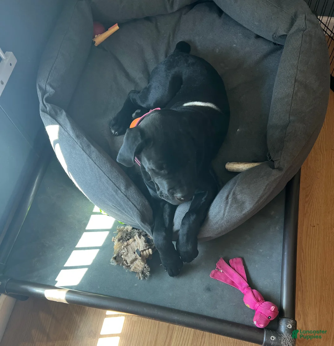 Cane Corso dogs for sale: Cane Corso Puppy 2 - Ad 3