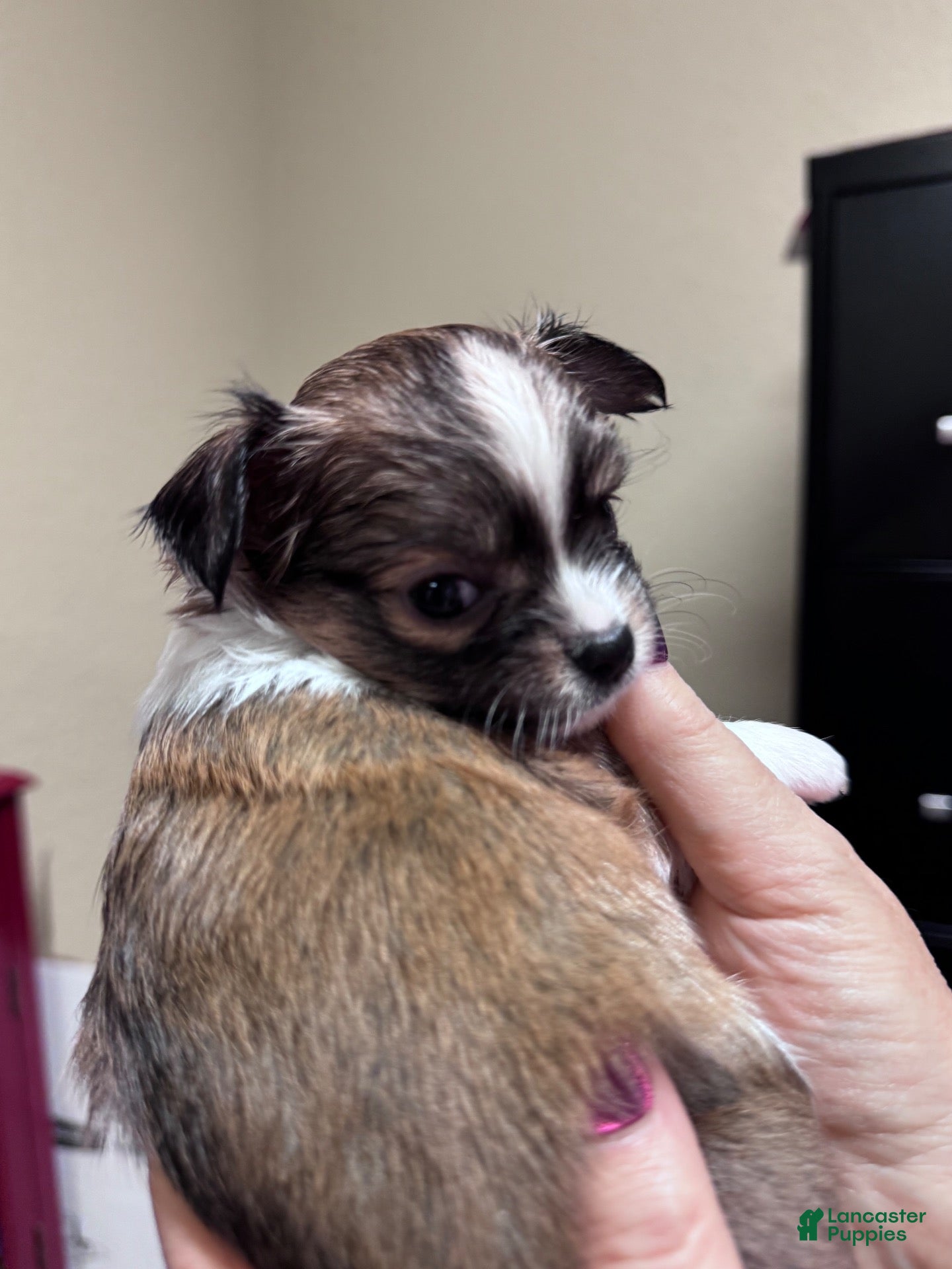 Chihuahua dogs Lucia (Lucy) - Ad 28