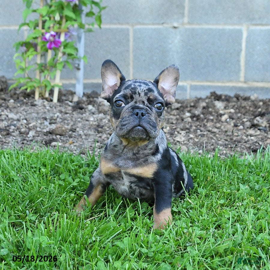 French Bulldog dogs Cowboy - Ad 2