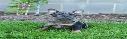 French Bulldog dogs for sale: Cowboy - Ad 2