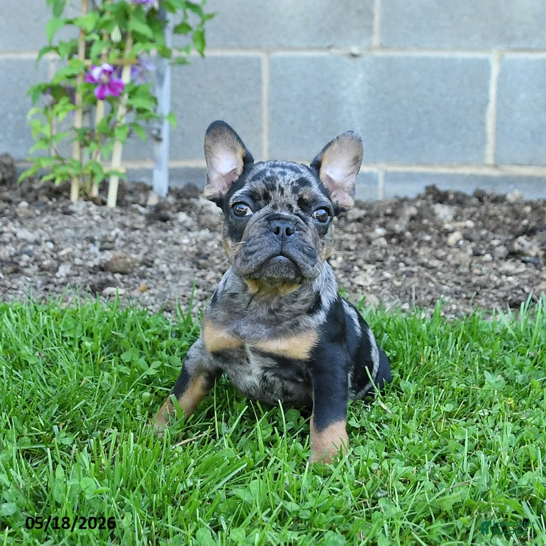 French Bulldog dogs for sale: Cowboy - Ad 2