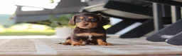 Miniature Dachshund dogs for sale: Warren - Ad 16