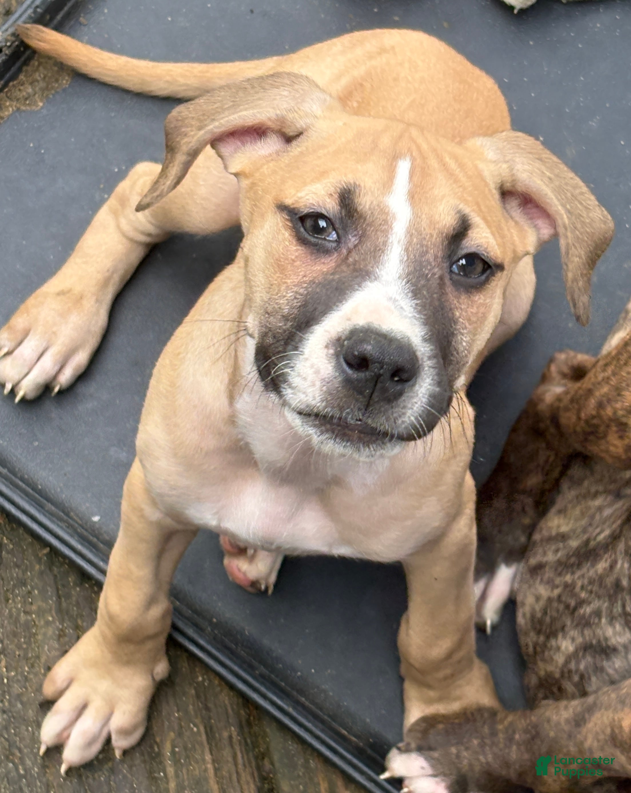 Mixed Breed dogs for sale: Mhatata - Ad 25