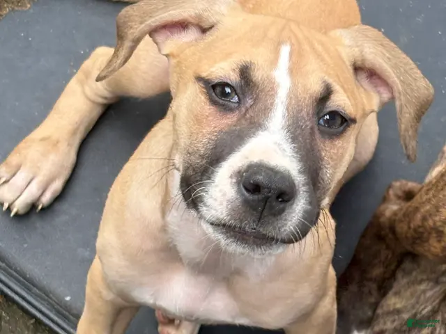 Mixed Breed dogs for sale: Mhatata - Ad 25