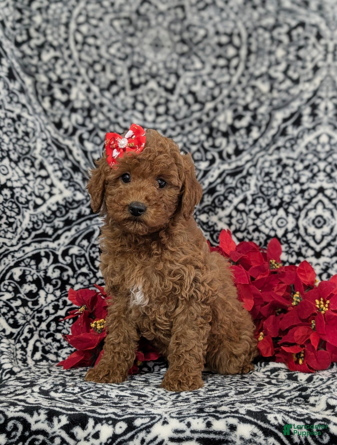 Miniature Poodle dogs for sale: Cherokee - Ad 1