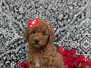Miniature Poodle dogs Cherokee - Ad 32