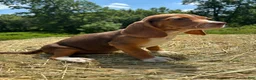 Beagle dogs for sale: Beagle 3 - Ad 6