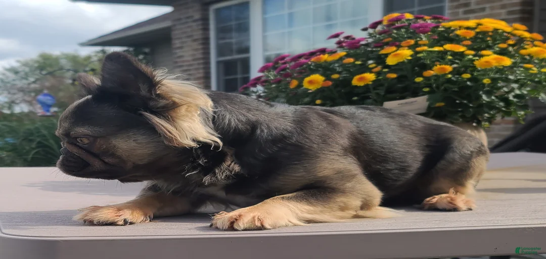 Gallery Image {{count}}