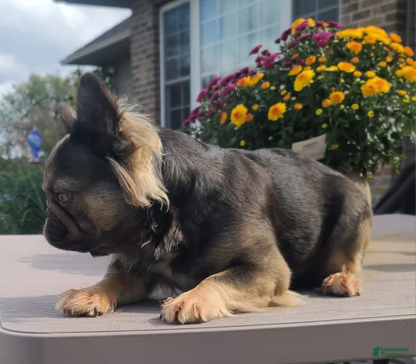 Gallery Image {{count}}