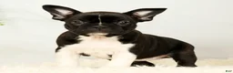 Frenchton dogs for sale: Maggie - Ad 5