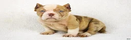 American Bully dogs for sale: Lilac Merle Male - Ad 5