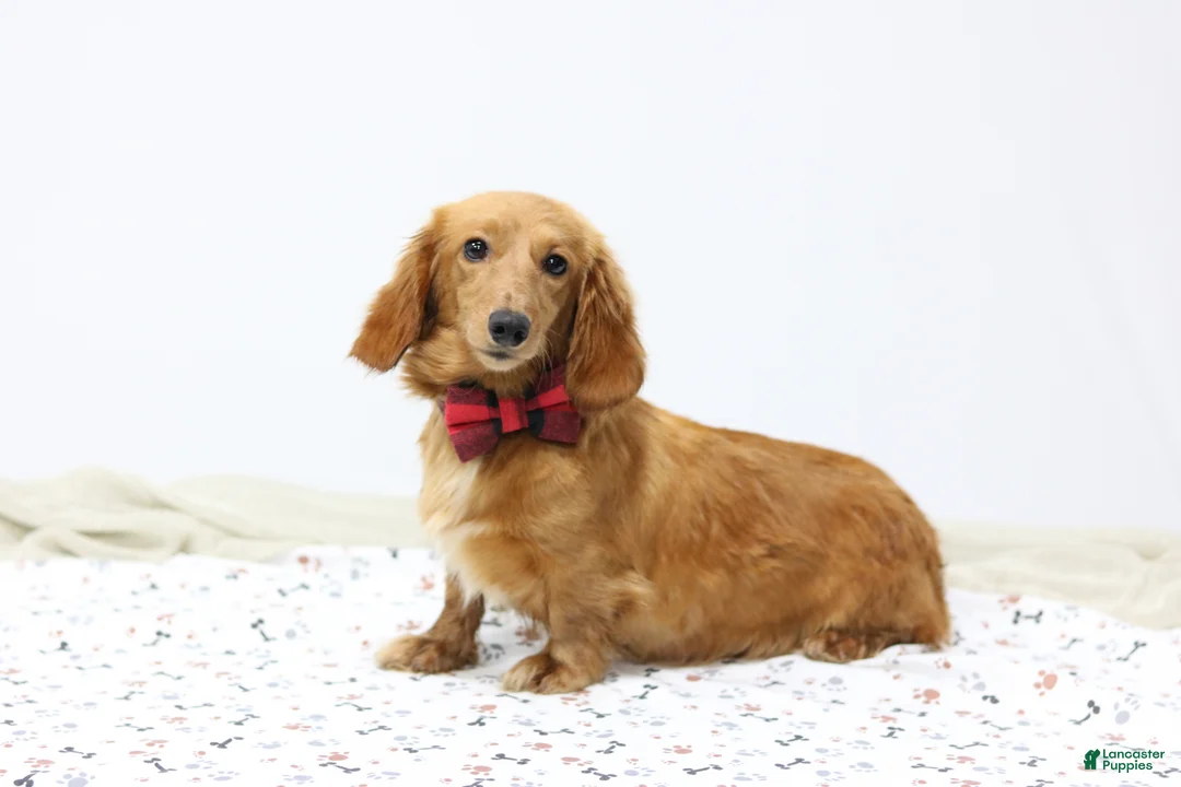 Miniature Dachshund dogs for sale: Jackie - Ad 5