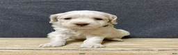 Cockapoo dogs for sale: Lily - Ad 20