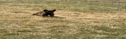 Belgian Malinois dogs for sale: Belgian Malinois 8 - Ad 3
