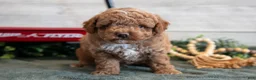 Mini Goldendoodle dogs for sale: Santos - Ad 1