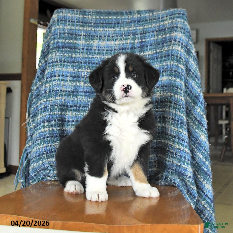 Mixed Breed dogs Buttercup - Ad 2