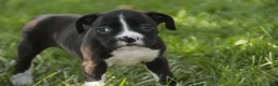 Boxer dogs for sale: Chloe - Ad 6