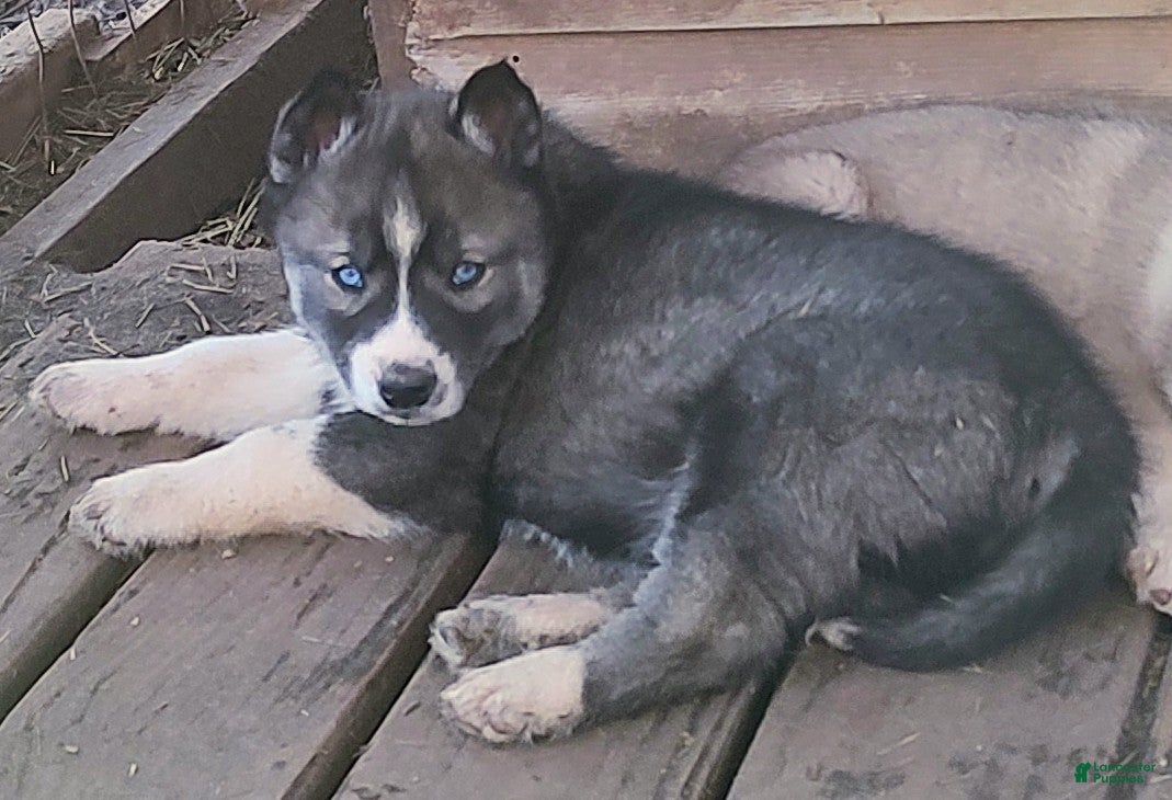 Siberian Husky dogs Siberian Husky Puppy 2 - Ad 29