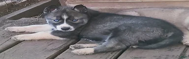 Siberian Husky Puppy 2