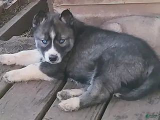 Siberian Husky dogs Siberian Husky Puppy 2 - Ad 29