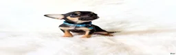 Chihuahua dogs for sale: Maxwell  - Ad 1