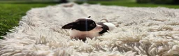 Chihuahua dogs for sale: Tara - Ad 5