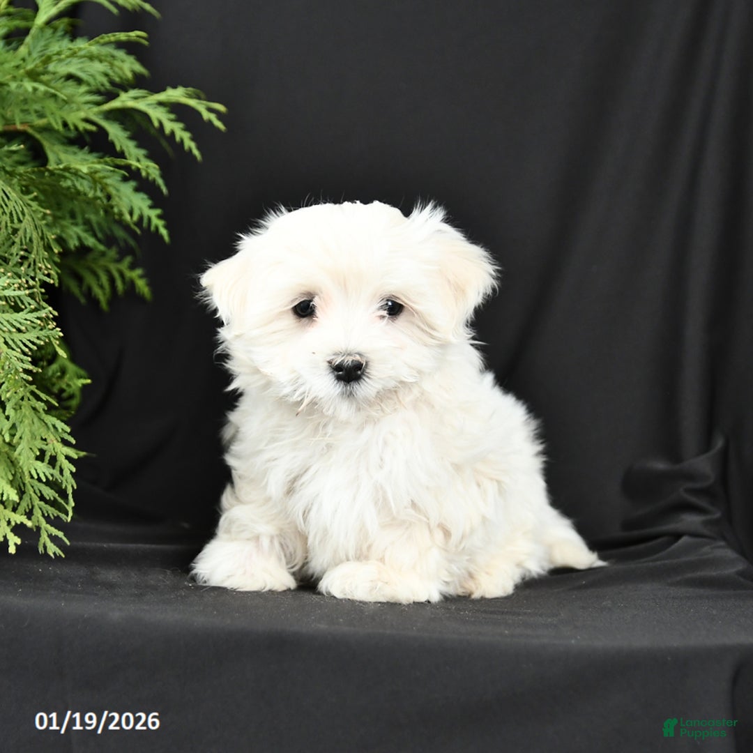 Morkie dogs for sale: Benny - Ad 1