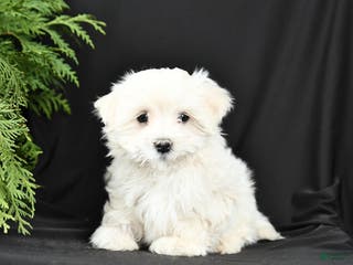 Morkie dogs Benny - Ad 41