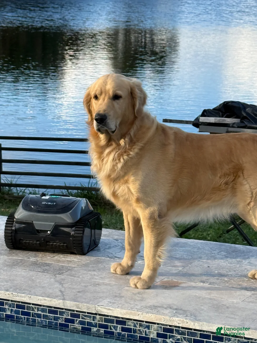 Golden Retriever dogs for sale: Golden Retriever Puppy 2 - Ad 6