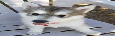Siberian Husky 3