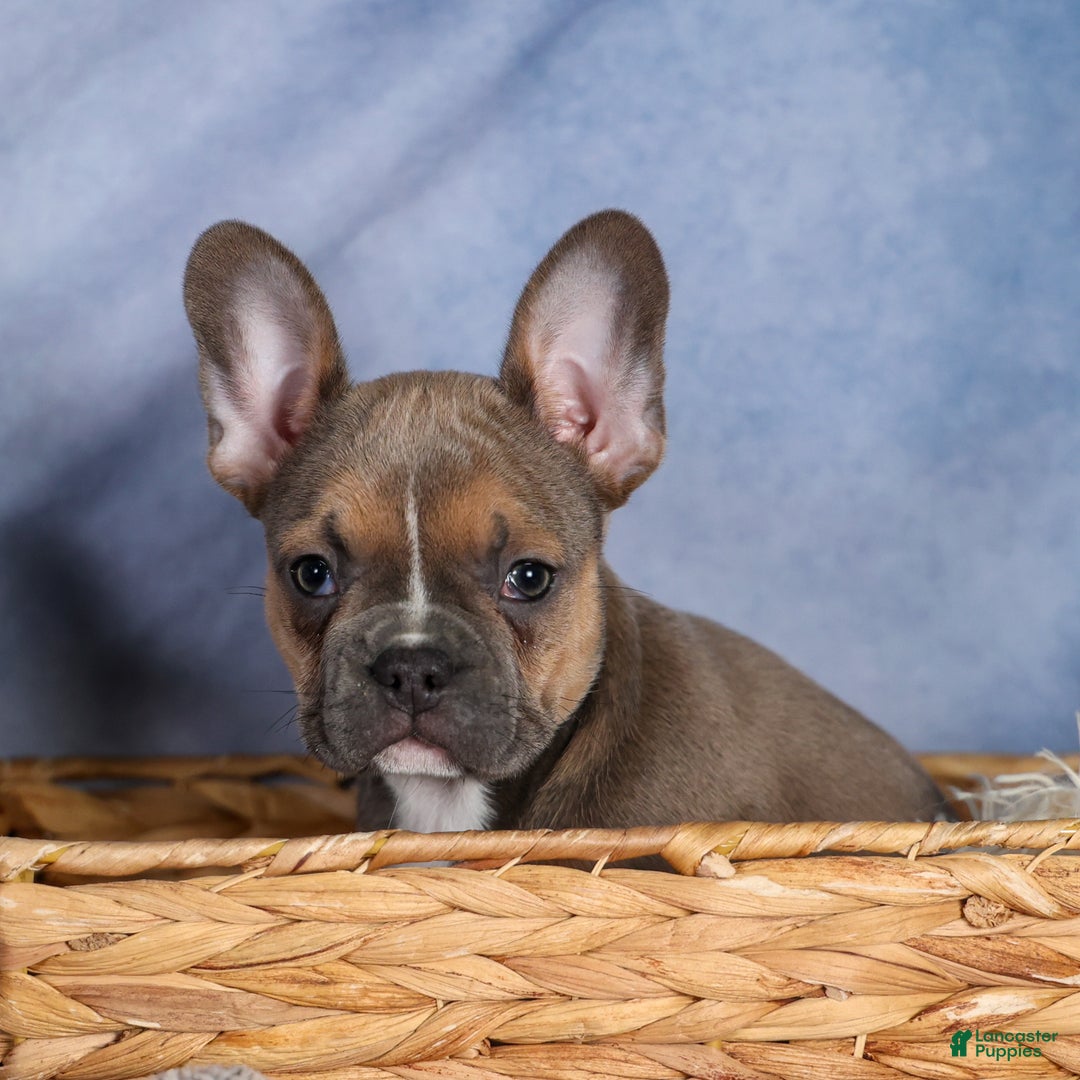 Frenchton dogs for sale: NEVA - Ad 17