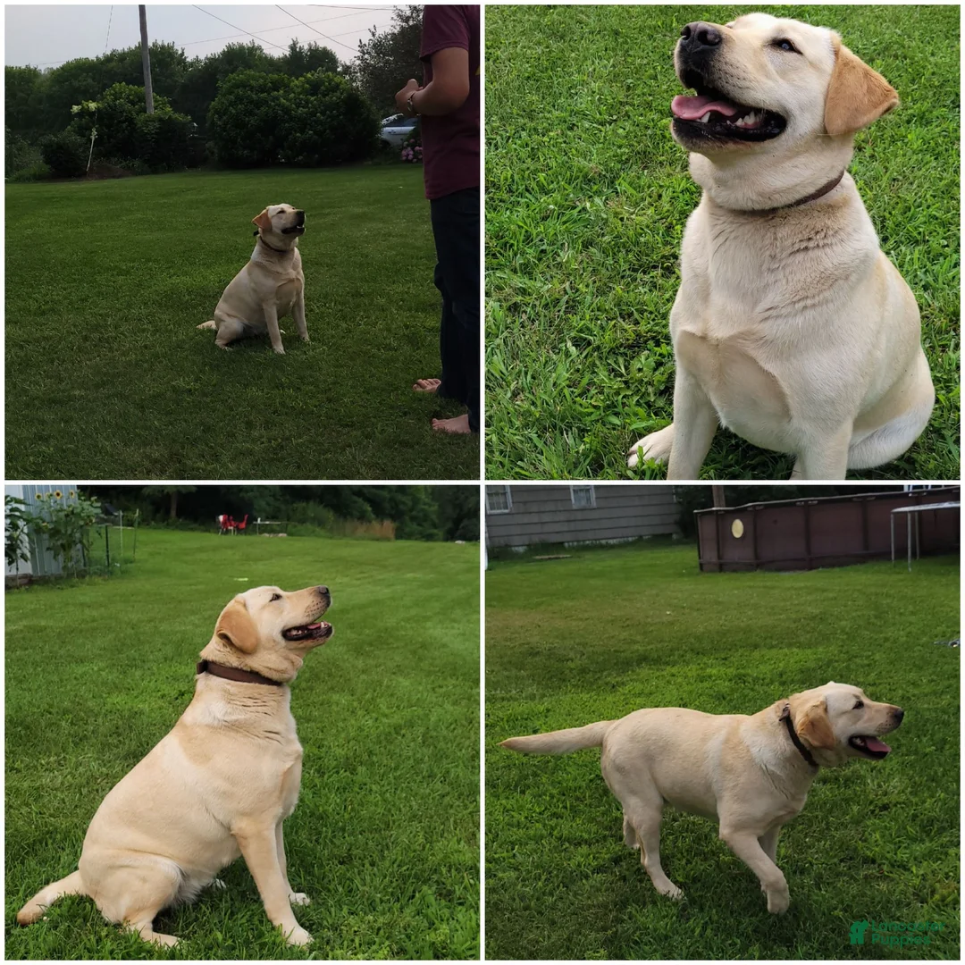 Labrador Retriever dogs for sale: Morgan  - Ad 14