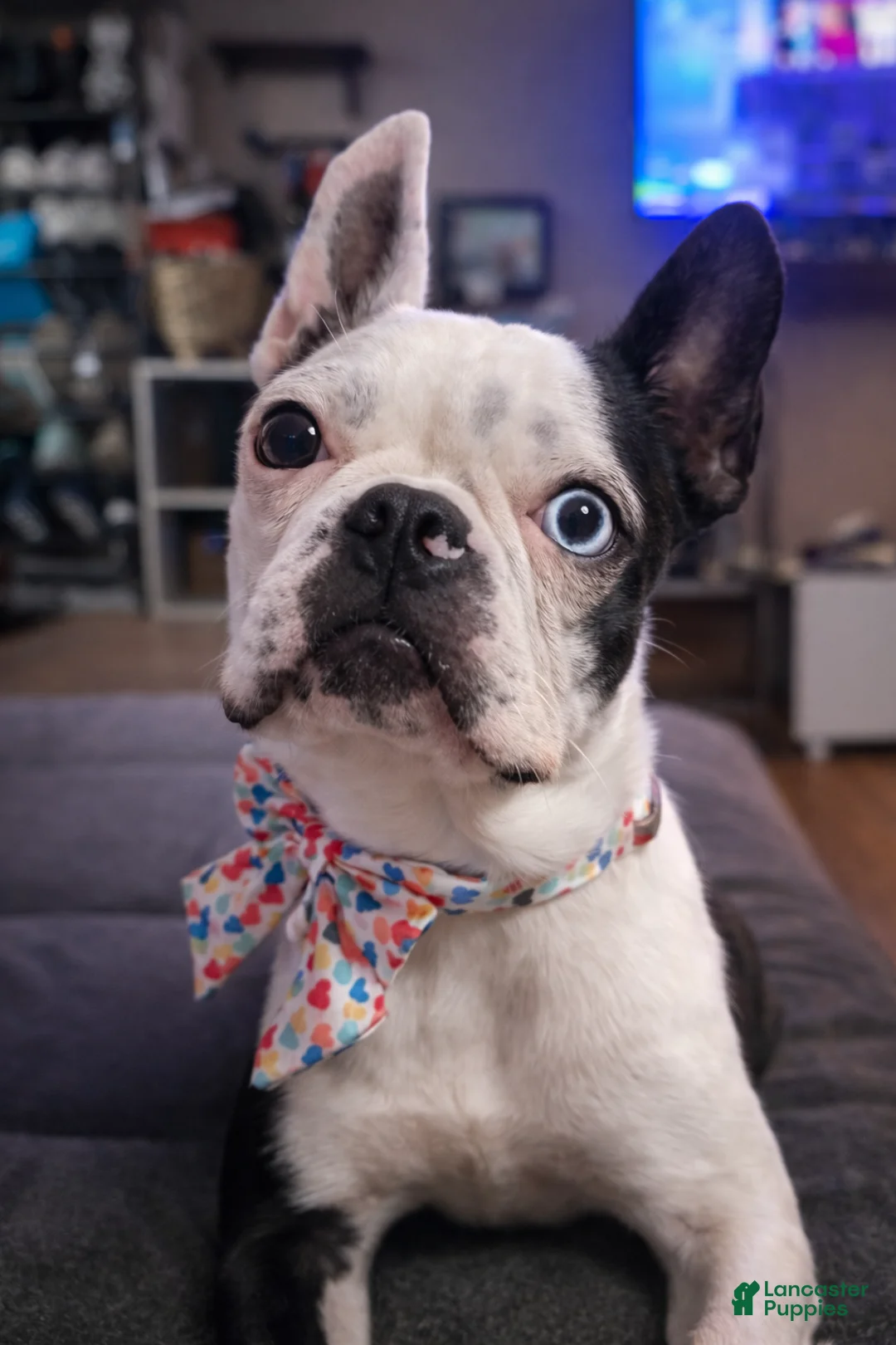 Boston Terrier dogs for sale: Boston Terrier Puppy 3 - Ad 9