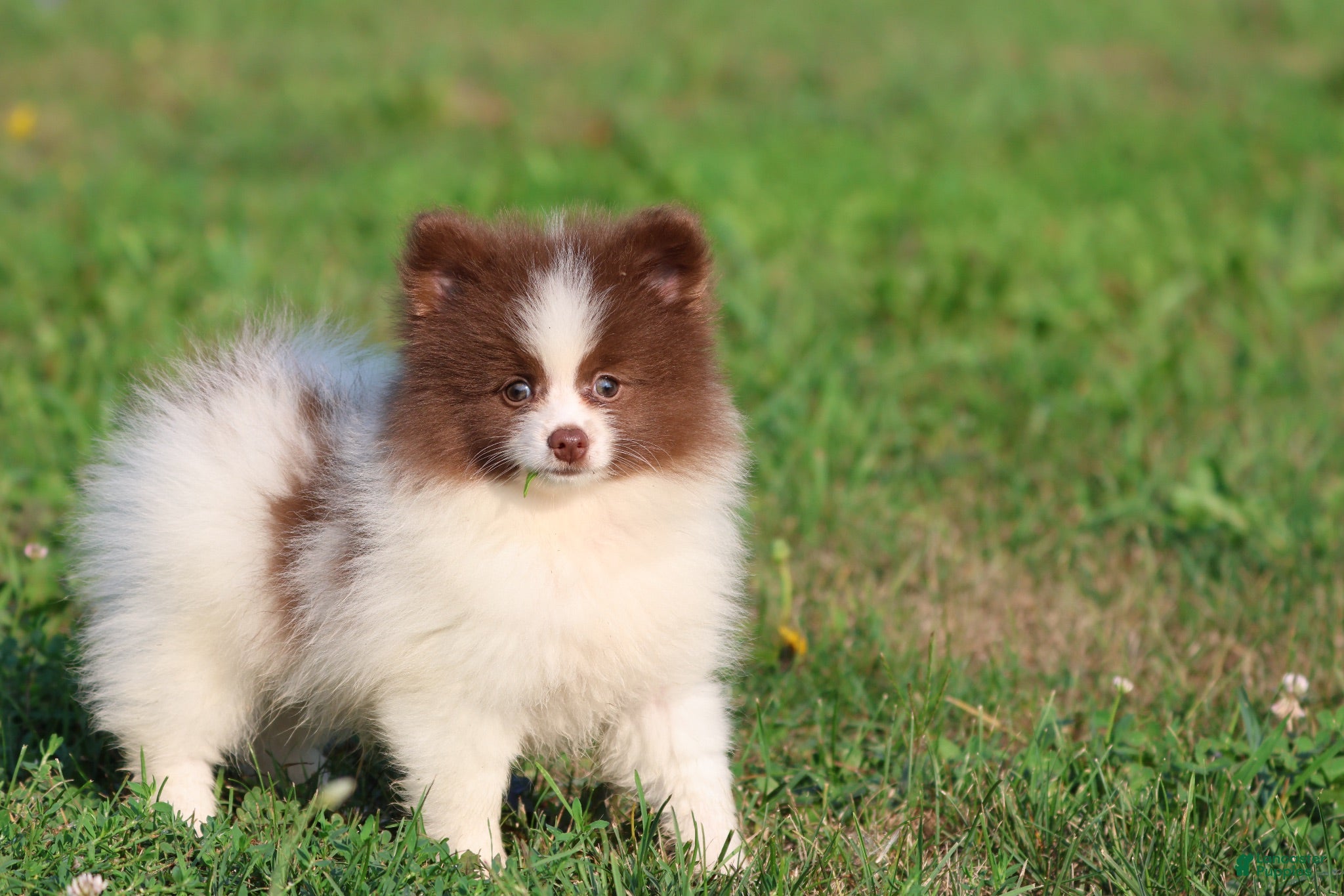 Pomeranian dogs Coco Puffs - Ad 1