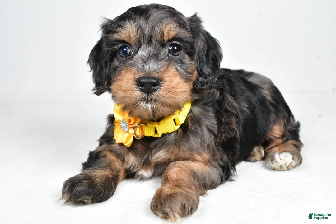 Cockapoo dogs for sale: Peggy - Ad 1