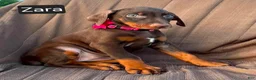 Doberman Pinscher dogs for sale: Zara - Ad 4