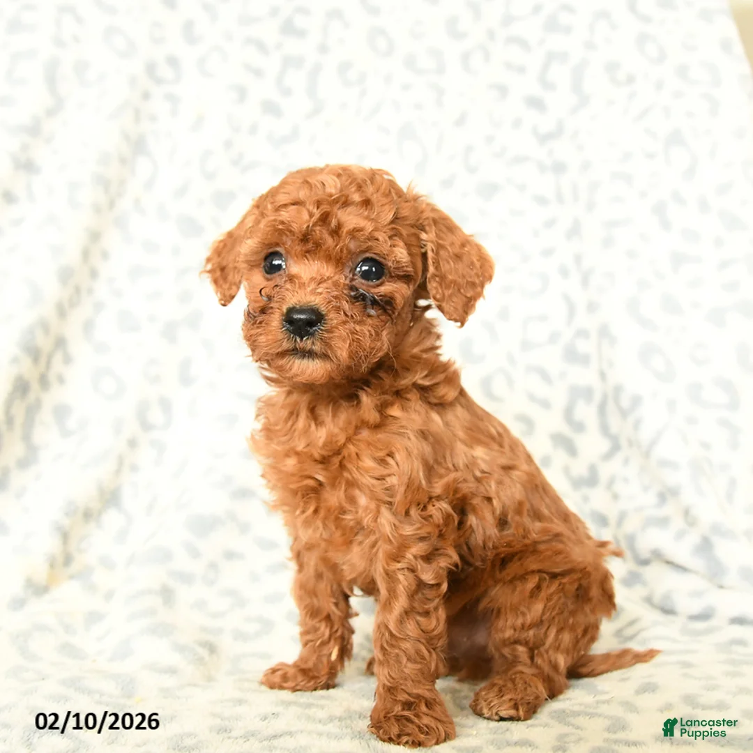 Miniature Poodle dogs for sale: Loki - Ad 3