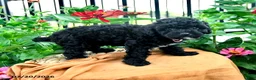 Toy Poodle dogs for sale: Frisky - Ad 4