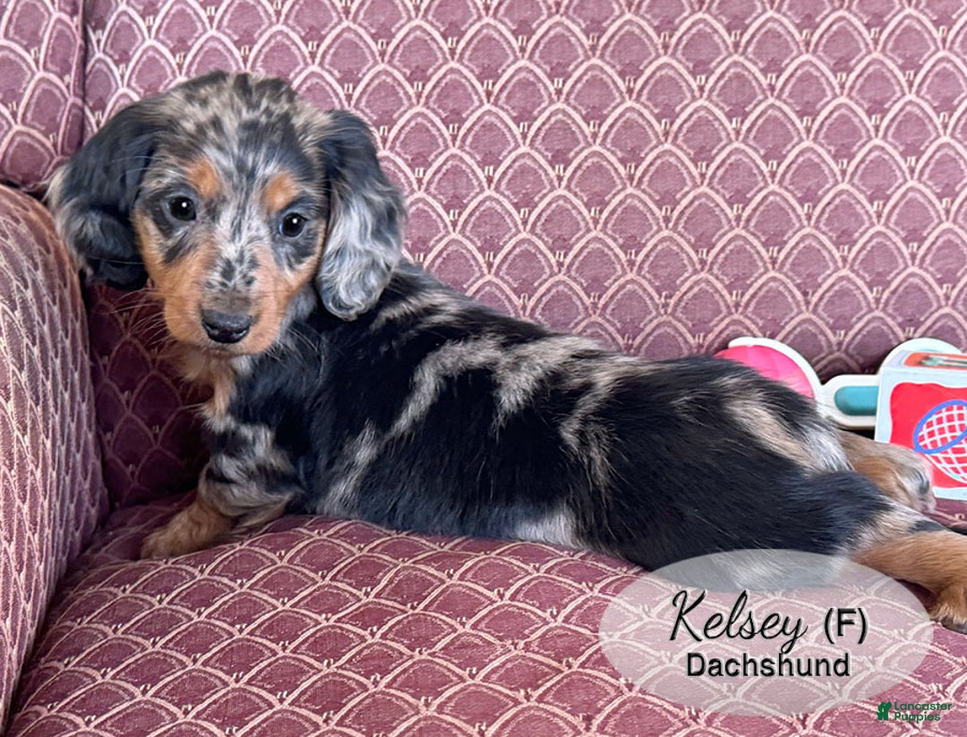 Dachshund dogs for sale: Kelsey - Ad 2