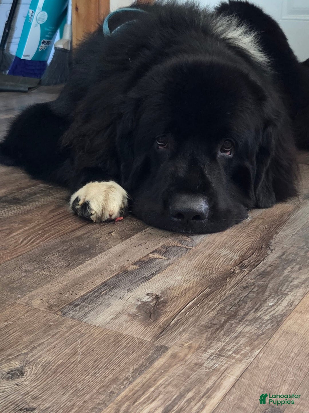 Newfoundland dogs for sale: Loki - Ad 2